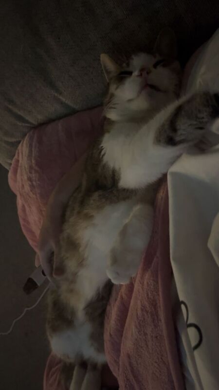 2 male cats seeking forever home - Image 3 of 6