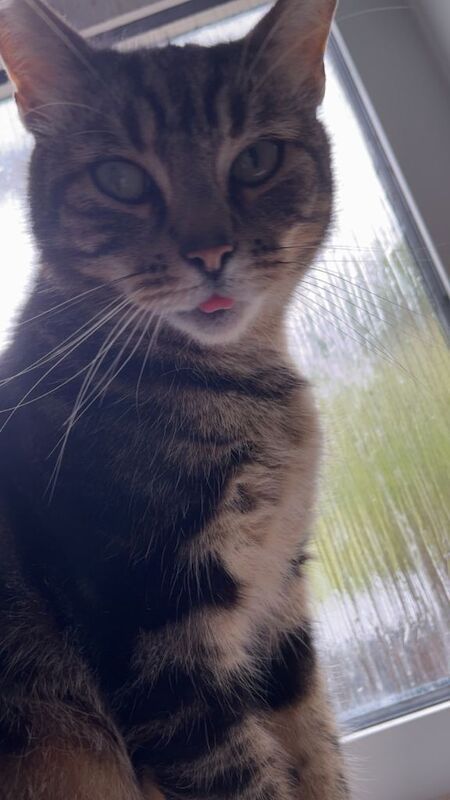 2 male cats seeking forever home - Image 4 of 6