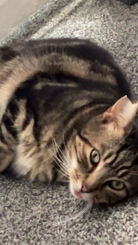 2 male cats seeking forever home - Image 5 of 6