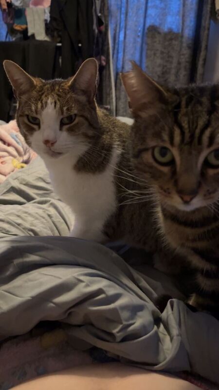 2 male cats seeking forever home - Image 6 of 6