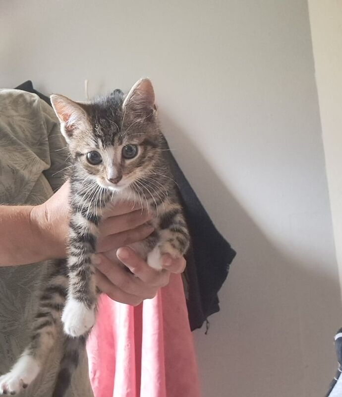 British Shorthair kittens for sale in Harrow, Greater London – 9 weeks old