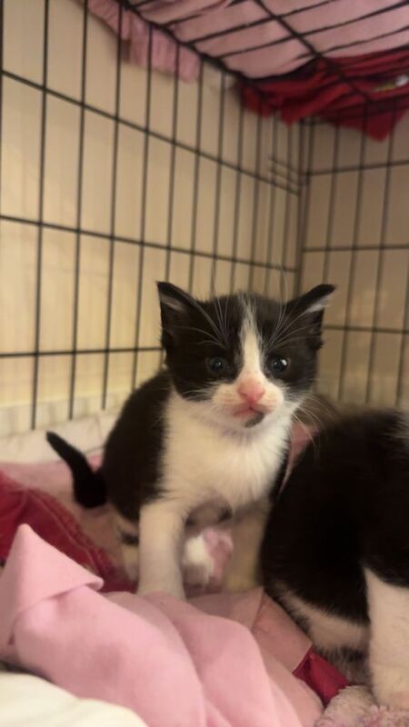 2 MALE Kittens - Image 2 of 5