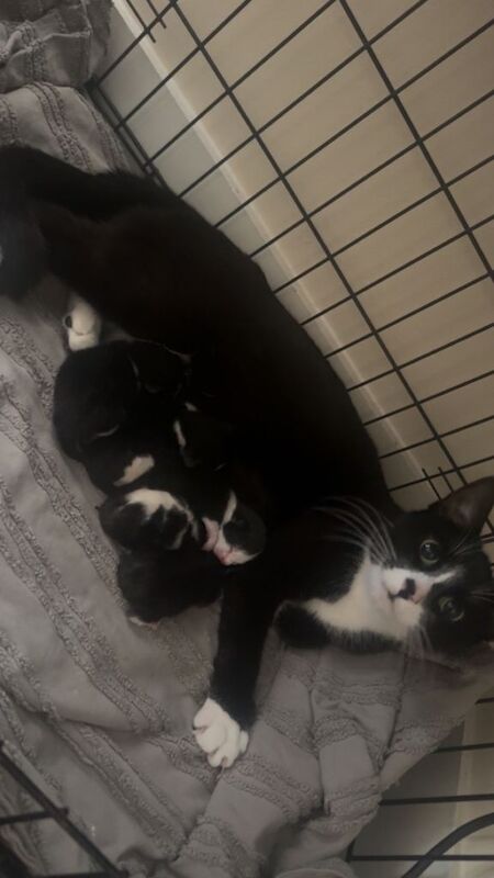 2 MALE Kittens - Image 3 of 5
