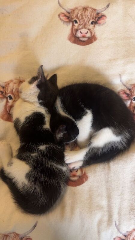 2 MALE Kittens - Image 4 of 5