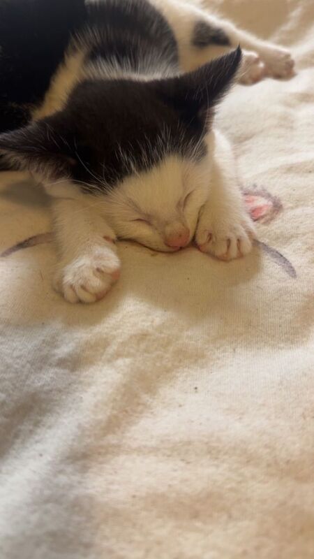2 MALE Kittens - Image 5 of 5