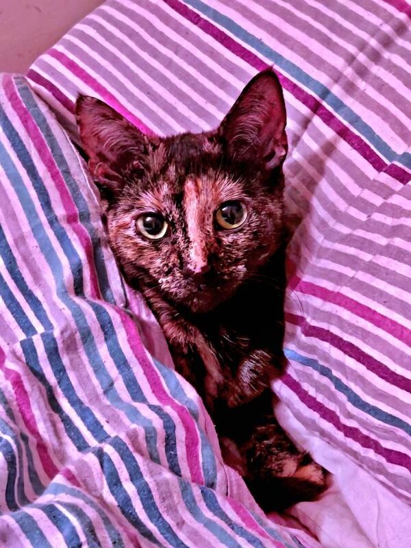 British Shorthair kittens for sale in Milton Keynes, Buckinghamshire – 12 weeks old - Image 2 of 4