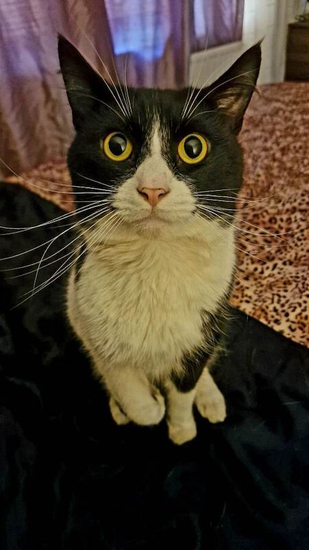 British Shorthair kittens for sale in Milton Keynes, Buckinghamshire – 12 weeks old - Image 3 of 4