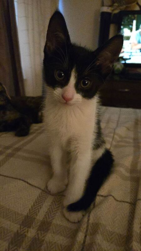 British Shorthair kittens for sale in Milton Keynes, Buckinghamshire – 12 weeks old - Image 4 of 4