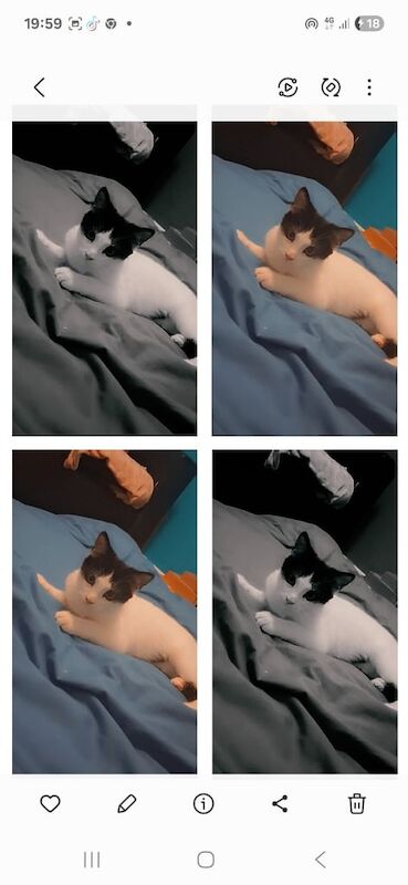 British Shorthair kittens for sale in Craigleith, City of Edinburgh – 4 months old
