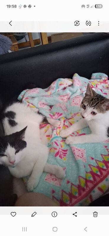 British Shorthair kittens for sale in Craigleith, City of Edinburgh – 4 months old - Image 2 of 3