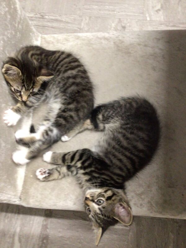 British Shorthair kittens for sale in Uxbridge, Greater London – 9 weeks old