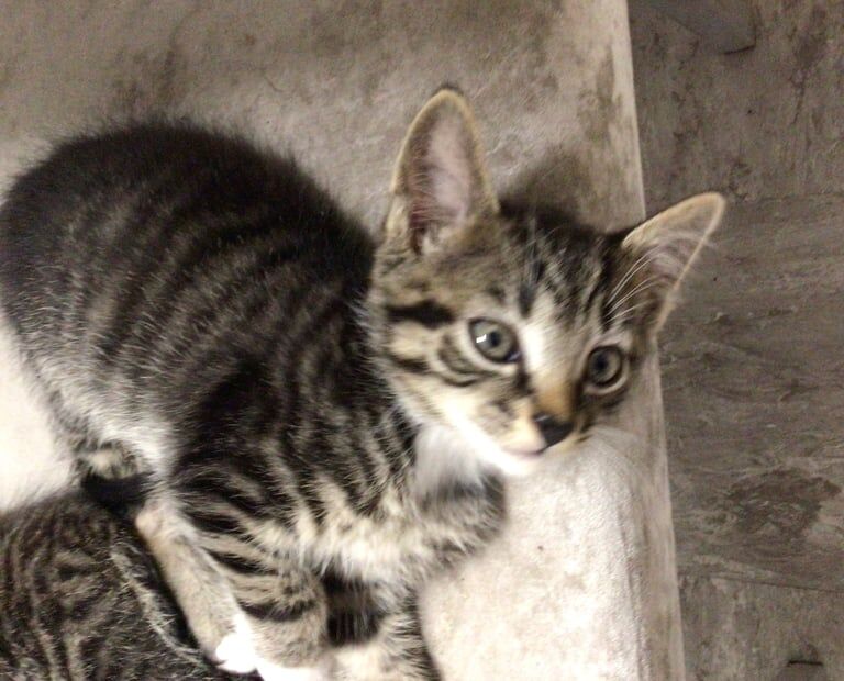British Shorthair kittens for sale in Uxbridge, Greater London – 9 weeks old - Image 2 of 3