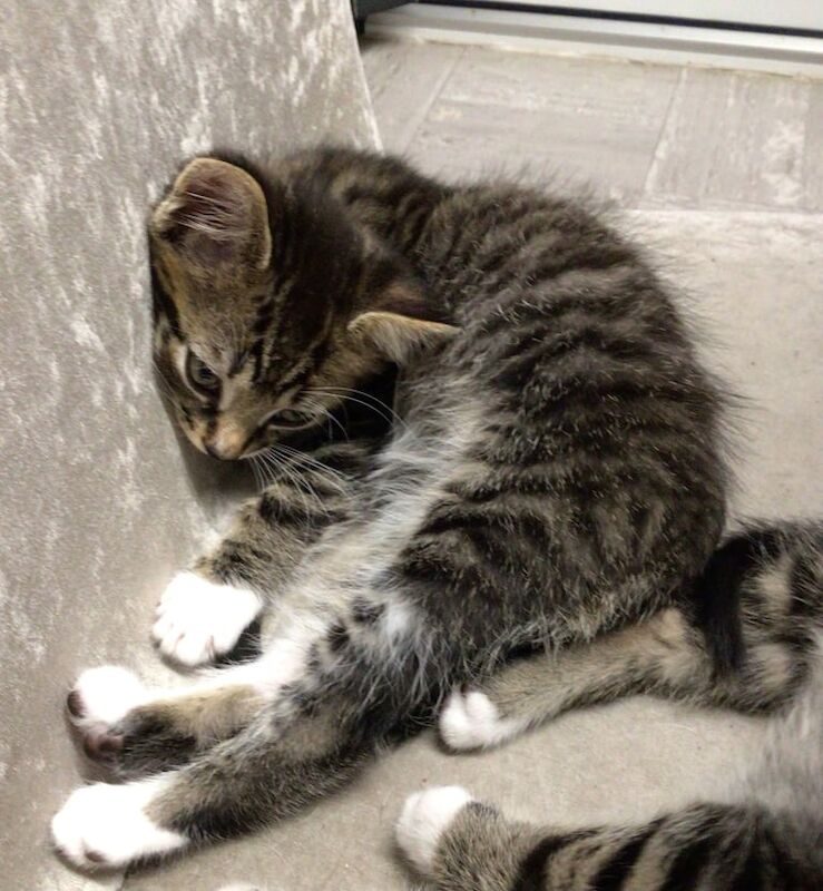 British Shorthair kittens for sale in Uxbridge, Greater London – 9 weeks old - Image 3 of 3