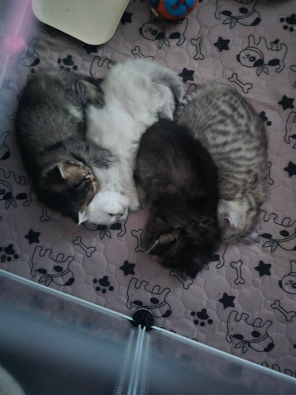 2 males and 1 female for sale - Image 4 of 6