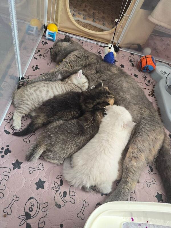 2 males and 1 female for sale - Image 6 of 6