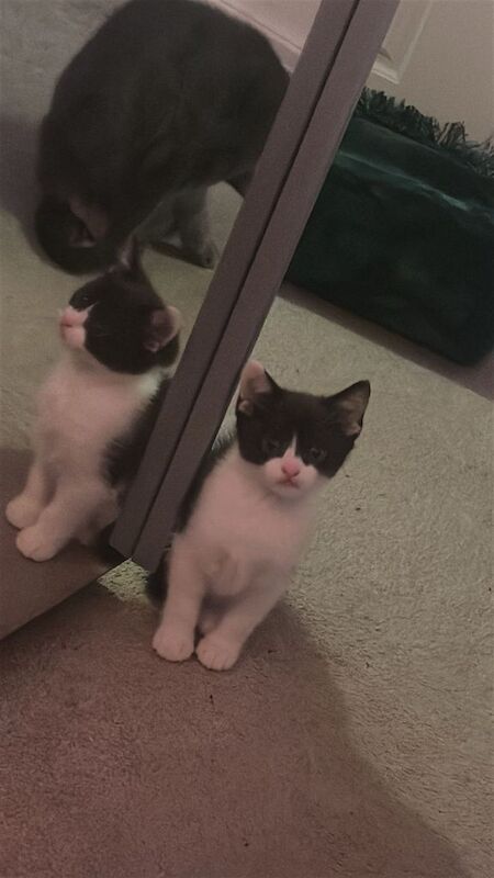 British Shorthair kittens for sale in Bradford, West Yorkshire – 3 months old