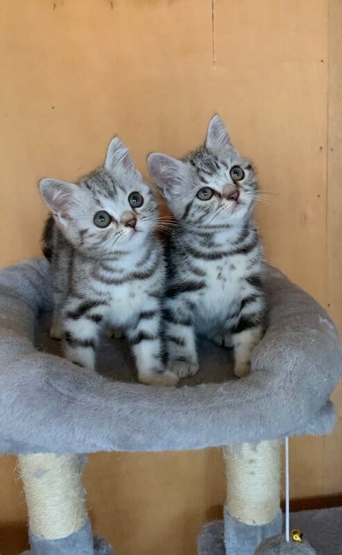 British Shorthair kittens for sale in Upper Ballinderry, County Antrim – 8 weeks old
