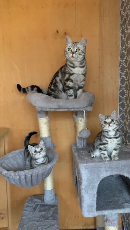British Shorthair kittens for sale in Upper Ballinderry, County Antrim – 8 weeks old - Image 2 of 3