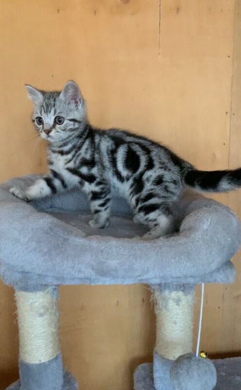 British Shorthair kittens for sale in Upper Ballinderry, County Antrim – 8 weeks old - Image 3 of 3