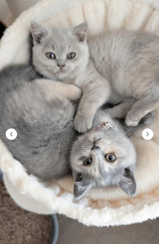 British Shorthair kittens for sale in Gosport, Hampshire – 10 weeks old