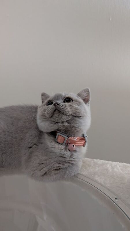 British Shorthair kittens for sale in Gosport, Hampshire – 10 weeks old - Image 2 of 3