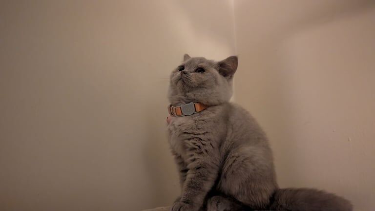 British Shorthair kittens for sale in Gosport, Hampshire – 10 weeks old - Image 3 of 3