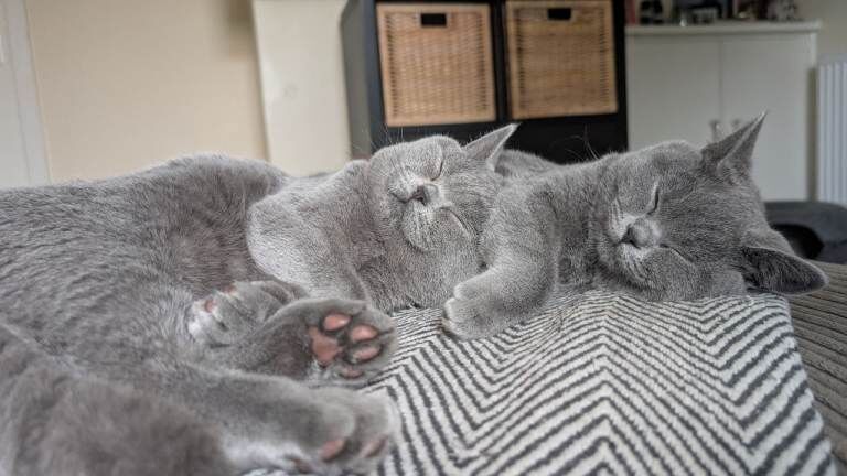 British Shorthair kittens for sale in Gosport, Hampshire – 6 months old - Image 2 of 4