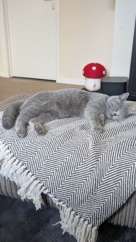 British Shorthair kittens for sale in Gosport, Hampshire – 6 months old - Image 4 of 4