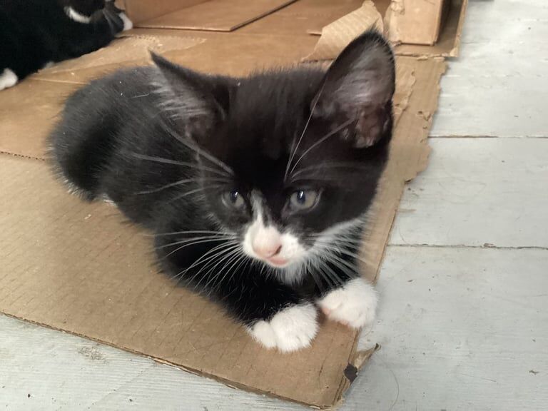 British Shorthair kittens for sale in Eltham, Greater London – 10 weeks old