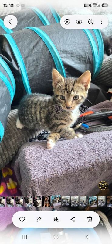 2 tabbies for sale to loving home - Image 2 of 2