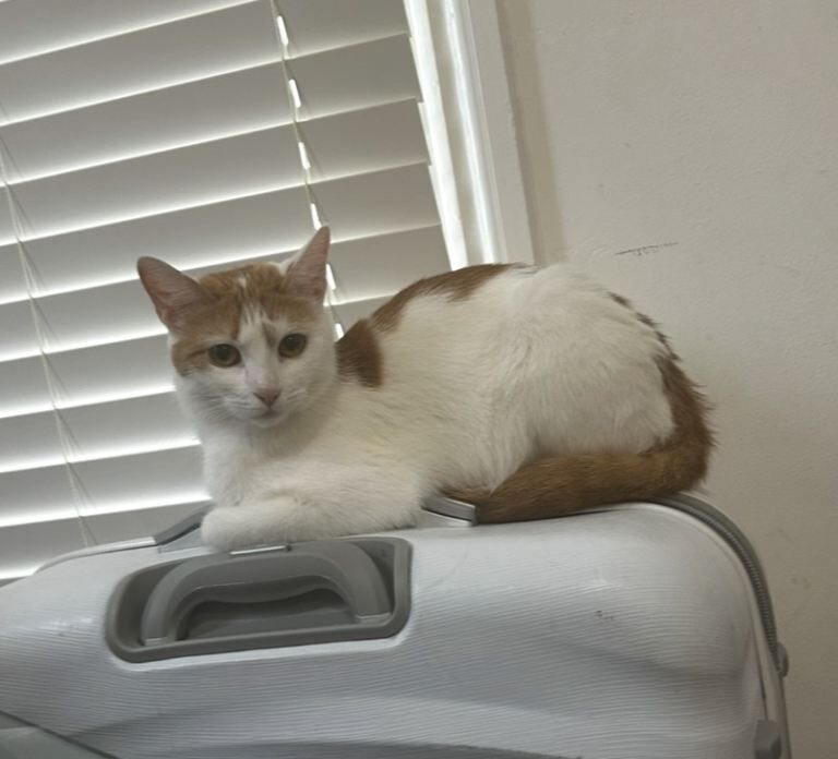 British Shorthair kittens for sale in Battersea, Greater London – 1 year old