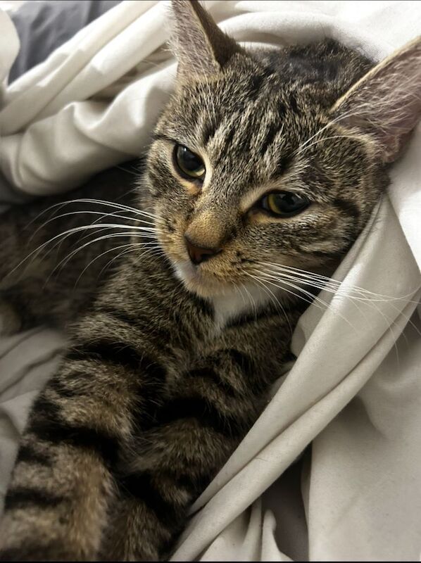 British Shorthair kittens for sale in Battersea, London – 1 year old - Image 2 of 2