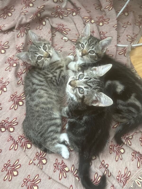 British Shorthair kittens for sale in Harrow, Greater London – 9 weeks old