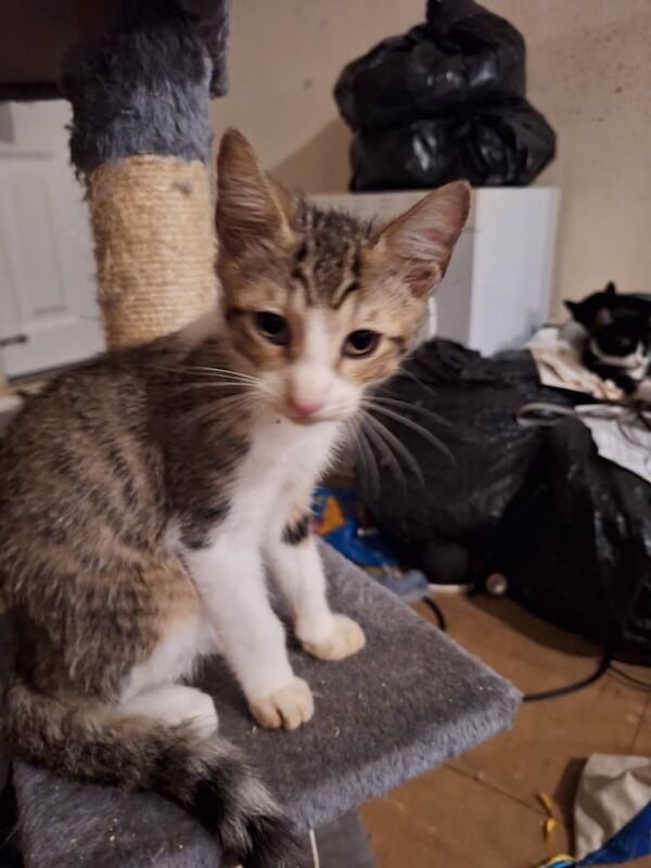 British Shorthair kittens for sale in Southampton, Hampshire – 10 weeks old