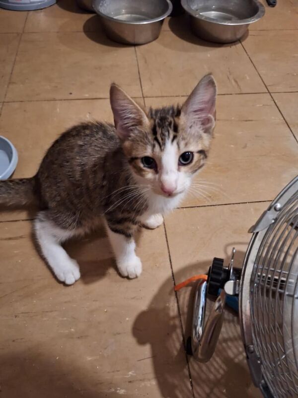 British Shorthair kittens for sale in Southampton, Hampshire – 10 weeks old - Image 2 of 3