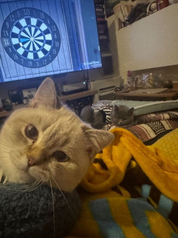 British Shorthair kittens for sale in Weymouth, Dorset – 8 months old