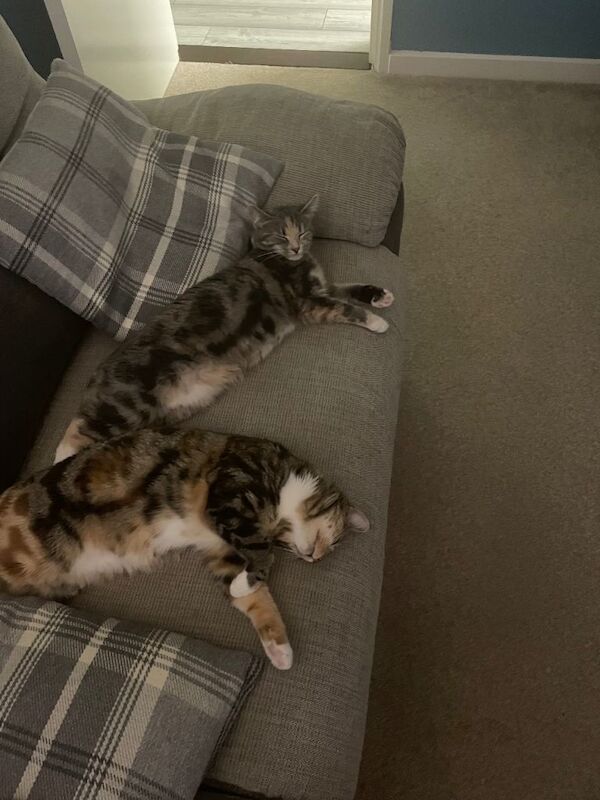 British Shorthair kittens for sale in Folkestone, Kent – 9 months old - Image 2 of 2