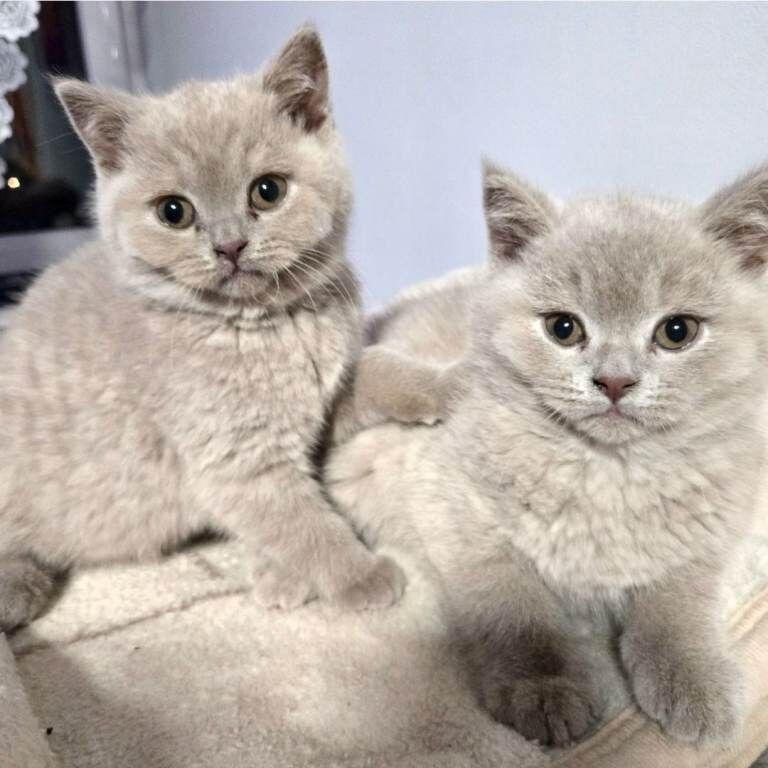 British Shorthair kittens for sale in Crewe, Cheshire – 9 weeks old