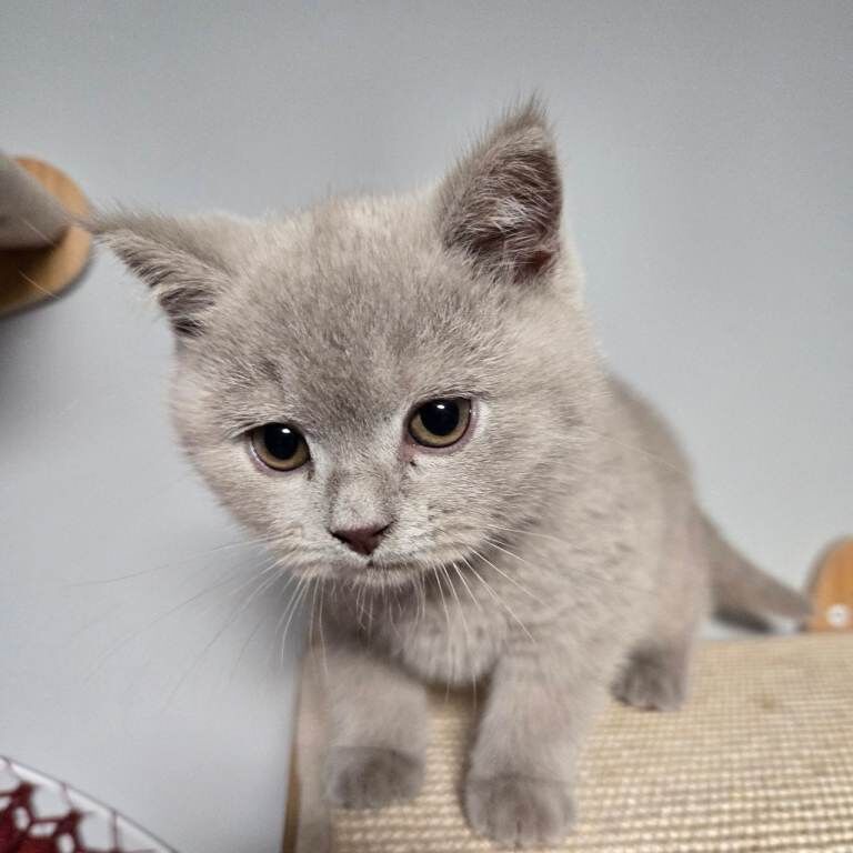 British Shorthair kittens for sale in Crewe, Cheshire – 10 weeks old - Image 2 of 4
