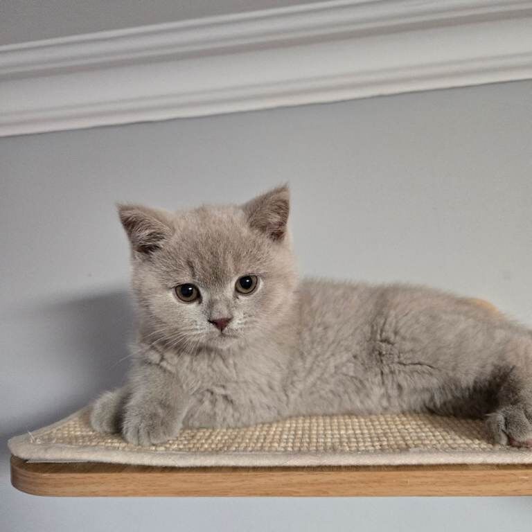 British Shorthair kittens for sale in Crewe, Cheshire – 10 weeks old - Image 3 of 4