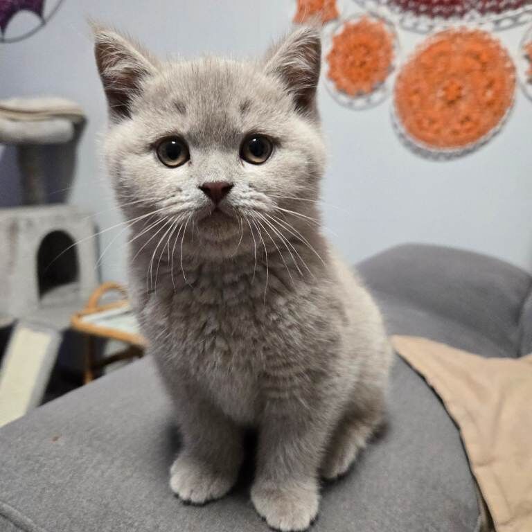British Shorthair kittens for sale in Crewe, Cheshire – 10 weeks old - Image 4 of 4