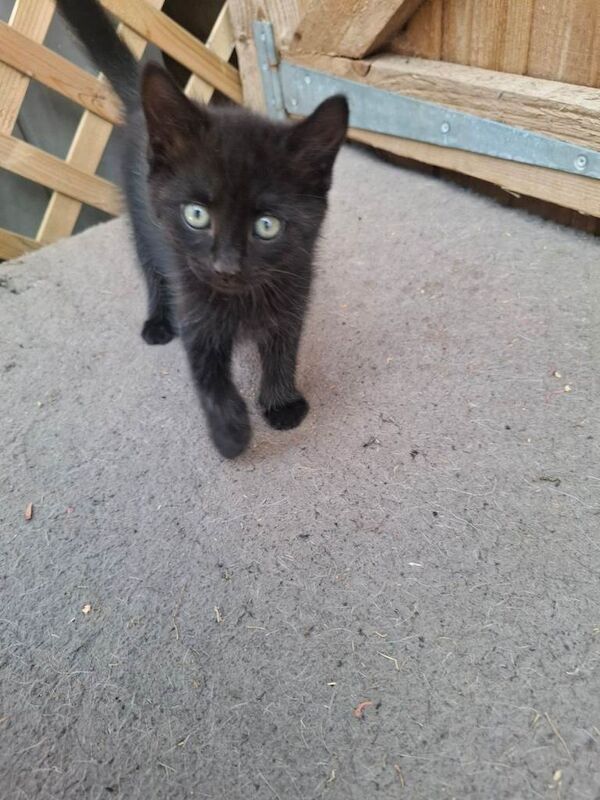 2 x Male kittens for sale