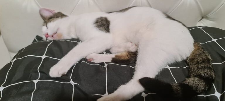 British Shorthair kittens for sale in Cleckheaton, West Yorkshire – 2 years old - Image 3 of 4