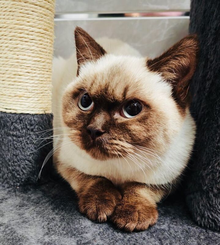 British Shorthair kittens for sale in Burnley, Lancashire – 5 months old