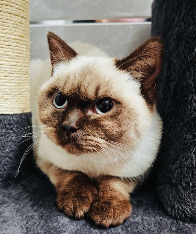 British Shorthair kittens for sale in Burnley, Lancashire – 5 months old - Image 2 of 3