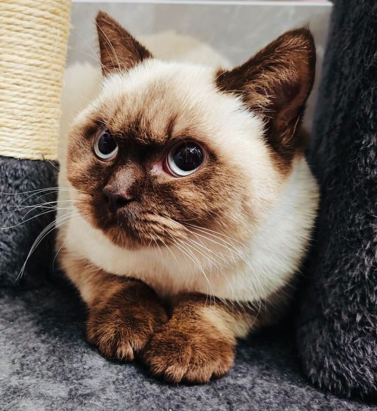 British Shorthair kittens for sale in Burnley, Lancashire – 5 months old - Image 3 of 3