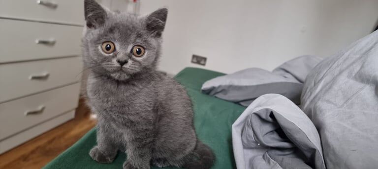 2x male British Short Hair for sale in Dagenham, Greater London