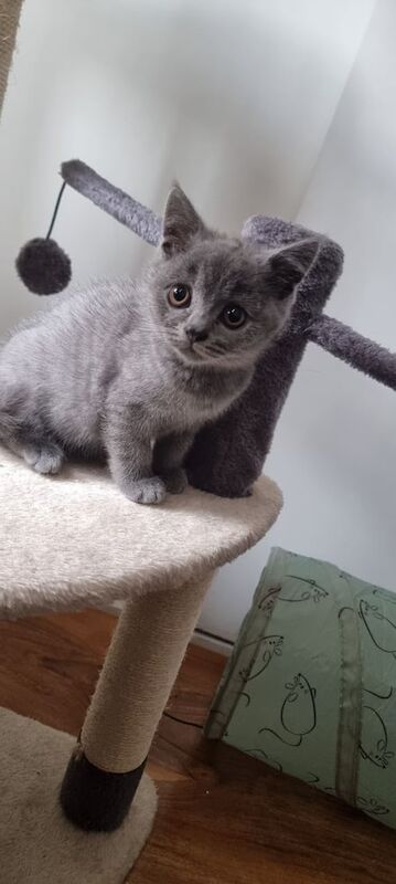 2x male British Short Hair for sale in Dagenham, Greater London | Image 2