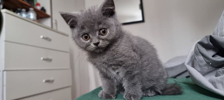 2x male British Short Hair for sale in Dagenham, Greater London | Image 3