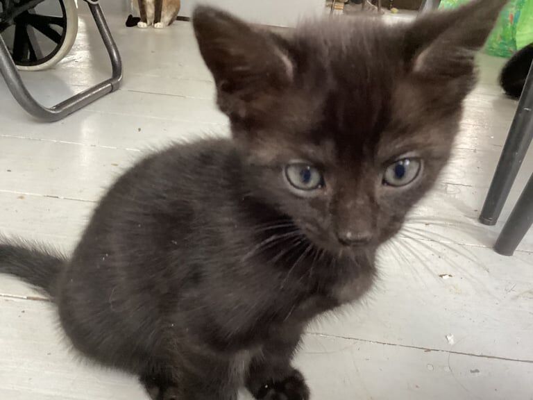 British Shorthair kittens for sale in Eltham, Greater London – 8 weeks old